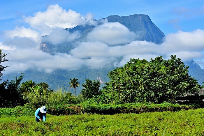 Mt.Doi Luang Chiang Dao and indigo field of Studio Chiangdao Blue