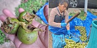 เริ่มต้นฤดูกาลลูกพลับป่ากับปณิธานแห่งภูมิปัญญา