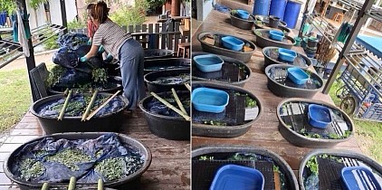 ชุดเรื่องราวกระบวนการเก็บเกี่ยวครามและการสกัดเนื้อคราม 